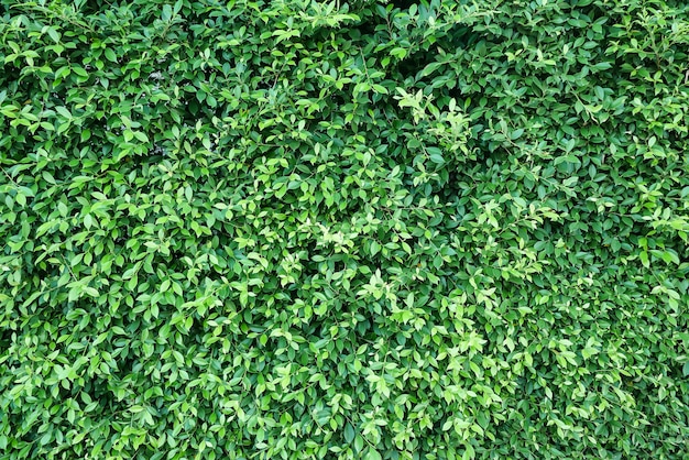 Mur de feuilles vertes