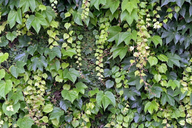 Mur de feuilles vertes