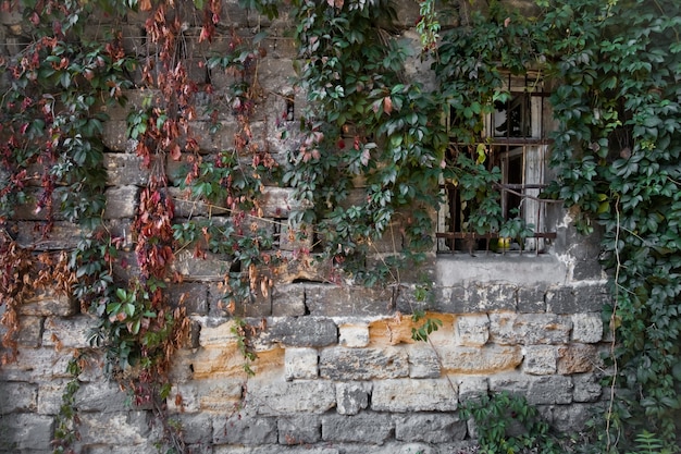 Mur avec des feuilles