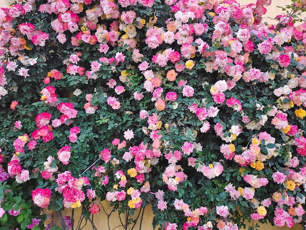 Un mur de fleurs avec une vigne verte avec des fleurs roses dessus.