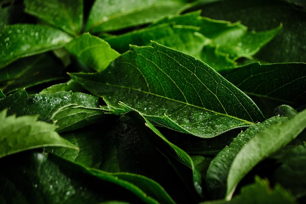 Mur de fond naturel abstrait de feuillage vert