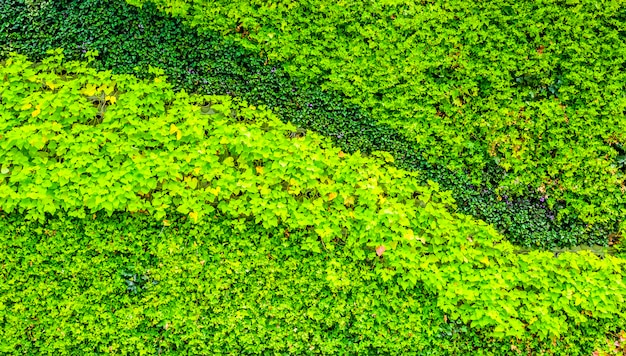 Mur de fond de plante fleur