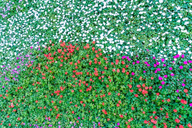 Mur de fond de plante fleur