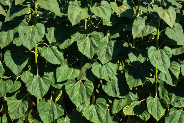 Mur de grandes feuilles de tournesol vert en été