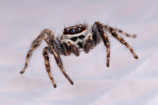 Mur gris araignée sauteuse de l'espèce Menemerus bivittatus