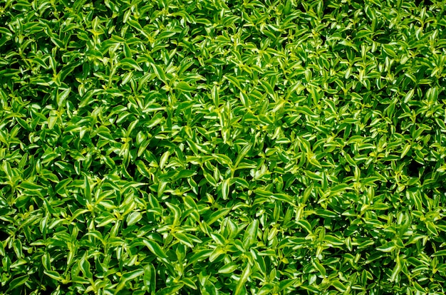 mur d'herbe juteuse verte sur un pré