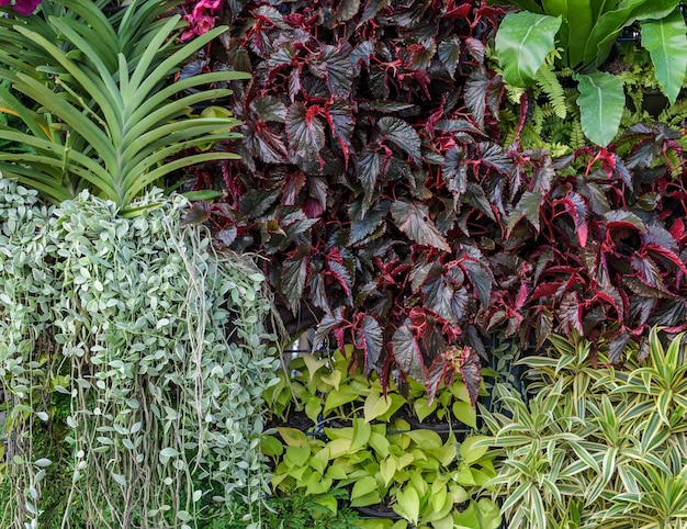 Mur de jardin au beau feuillage