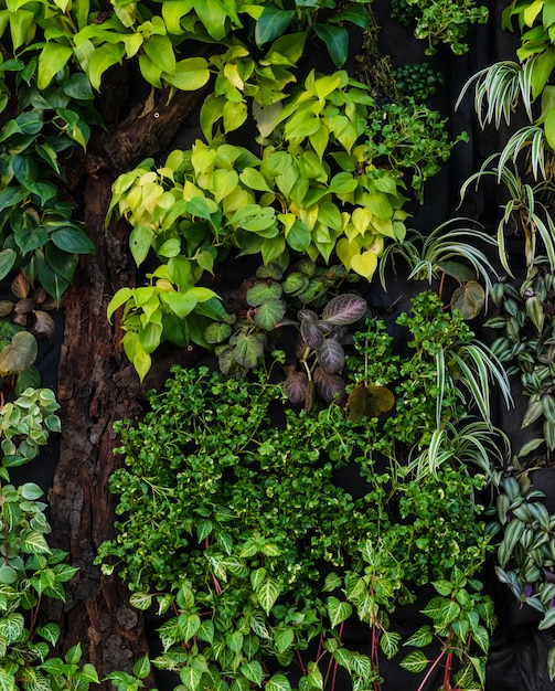 Mur de jardin vertical