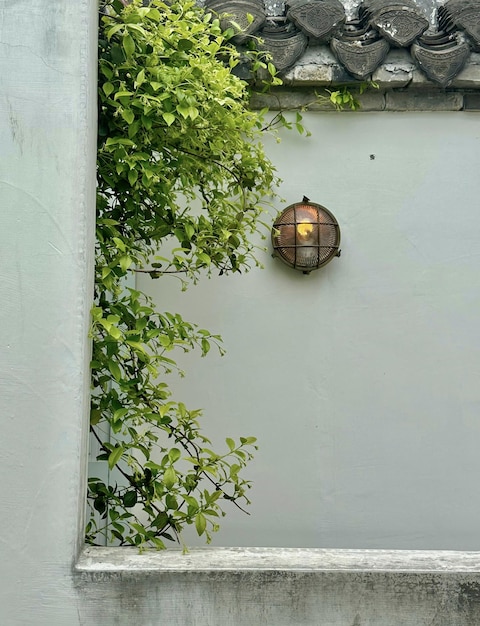 Un mur avec une lanterne et une plante dessus.
