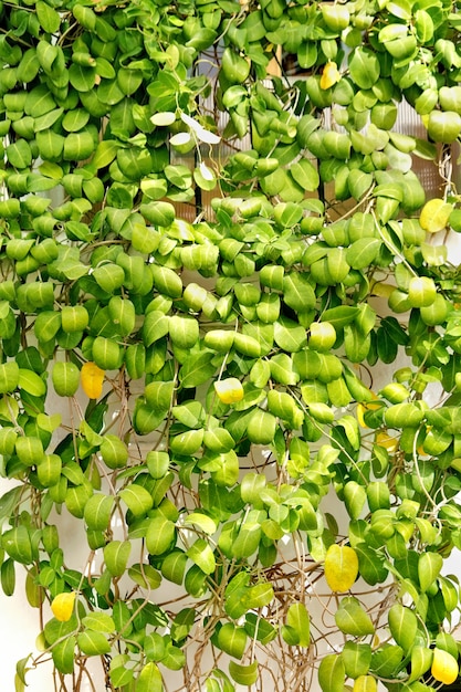 Mur de lierre vert