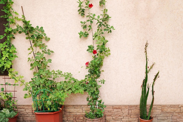 Mur de maison en brique jaune avec des plantes. fleurs de jardin en pots dans la cour