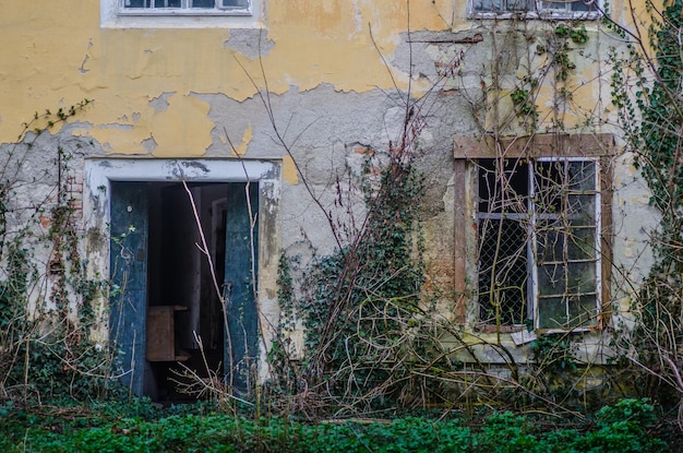 Mur de maison envahi