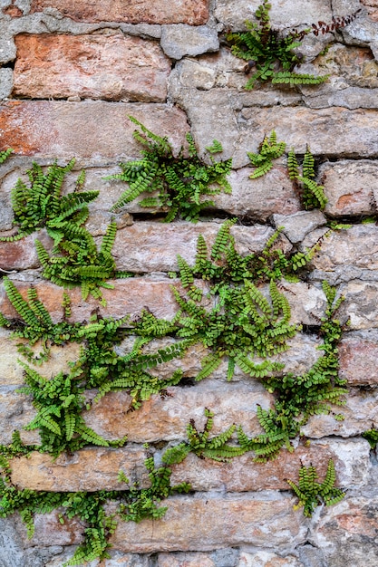 Mur massif avec des plantes vertes. Mur de pierre rustique moussu closeup texture photo. Mousse verte sur pierre closeup