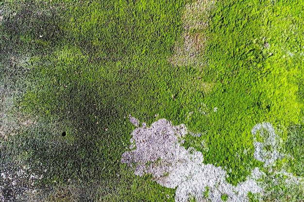 Un mur de mousse verte avec une texture