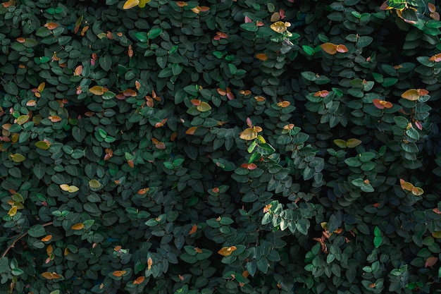 Mur naturel de feuilles vertes.