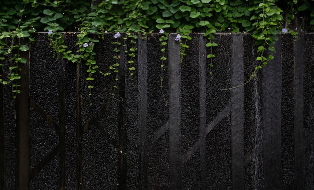 Mur noir abstrait avec fond de texture feuille verte