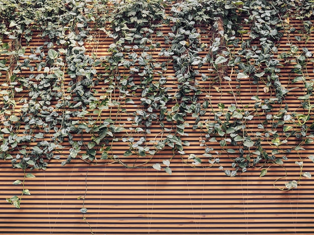 Mur de panneaux de bois et de plus en plus de texture d'arrière-plan des branches des feuilles