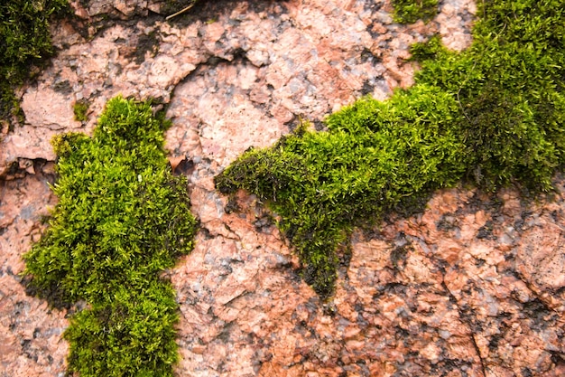 Photo mur de pierre de granit rouge avec une fourrure juteuse vert doux pour