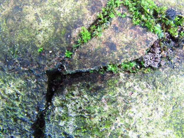 Un mur de pierre avec une plante verte dedans.