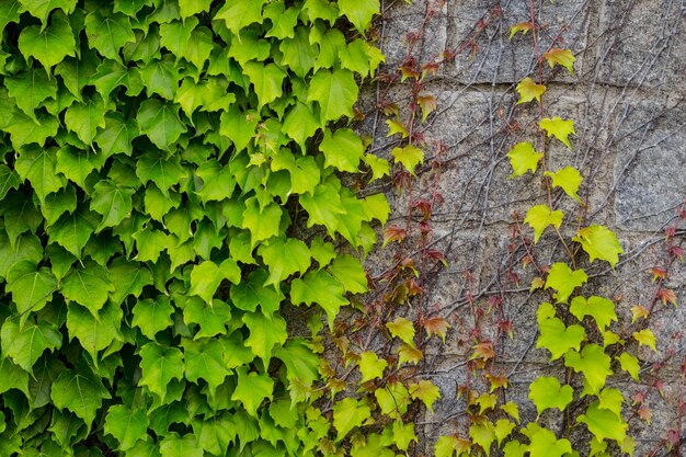 Mur de pierre recouvert de lierre vert comme texture