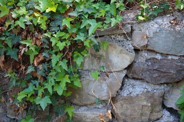 un mur de pierre recouvert de lierre