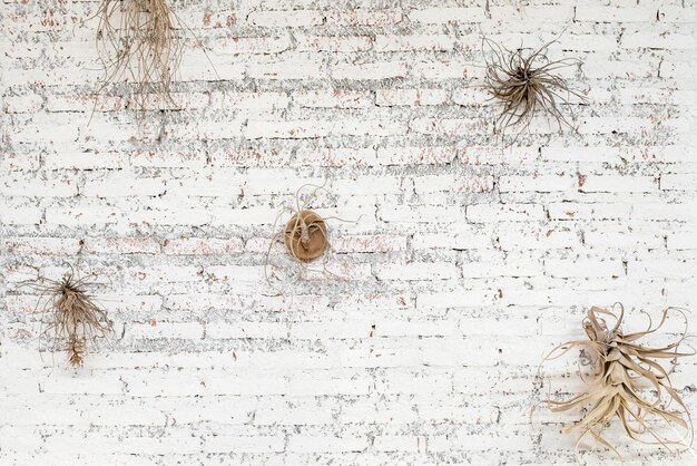 Mur et plante en brique blanche