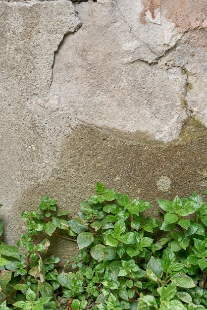 Un mur avec une plante qui a une fissure.