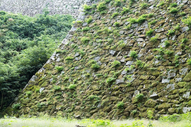 Mur avec pousse et mousse