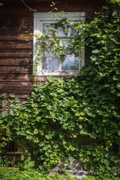 Mur en rondins d'une ancienne maison de village envahie de verdure avec une fenêtre