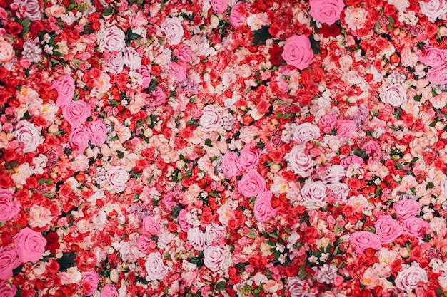 Mur de roses rouges et roses. Beaucoup de fleurs.