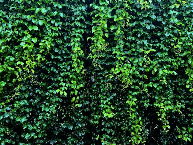Mur végétal avec des couleurs vertes luxuriantes variété plante jardin forestier sur les murs feuille diverses feuilles de fougère jungle palmier et fleur décorer dans le fond de la forêt tropicale du jardin
