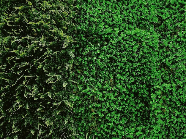 Mur vert dans le jardin comme arrière-plan naturel feuilles fraîches et feuillage comme toile de fond de la nature et aménagement paysager