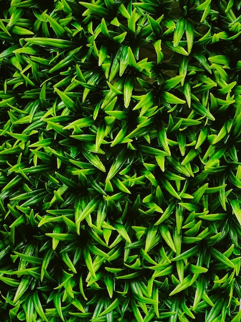 Mur vert dans le jardin comme arrière-plan naturel feuilles fraîches et feuillage comme toile de fond de la nature et aménagement paysager