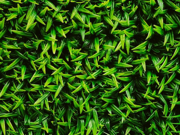 Mur vert dans le jardin comme arrière-plan naturel feuilles fraîches et feuillage comme toile de fond de la nature et aménagement paysager