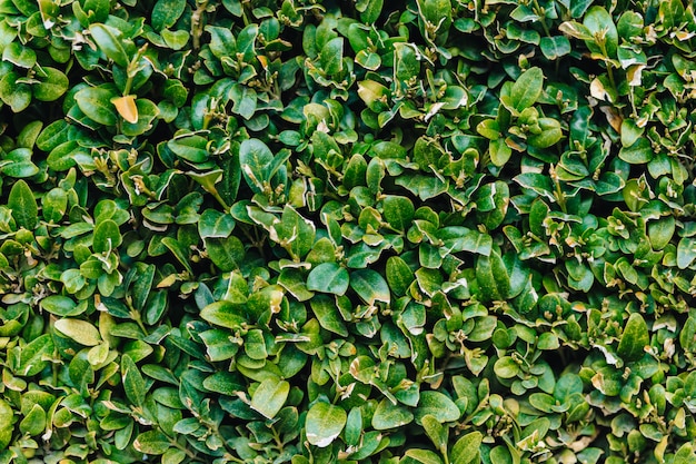 Mur vert de feuilles