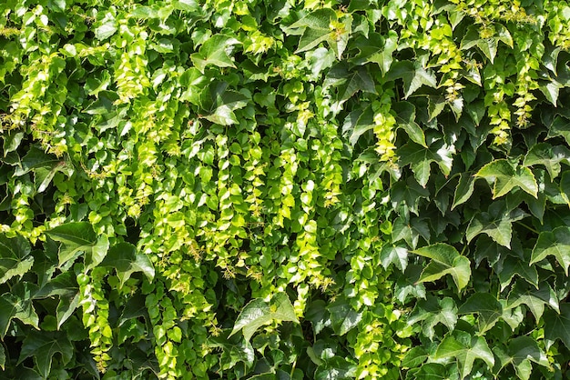 Mur de vie fond de lierre vert