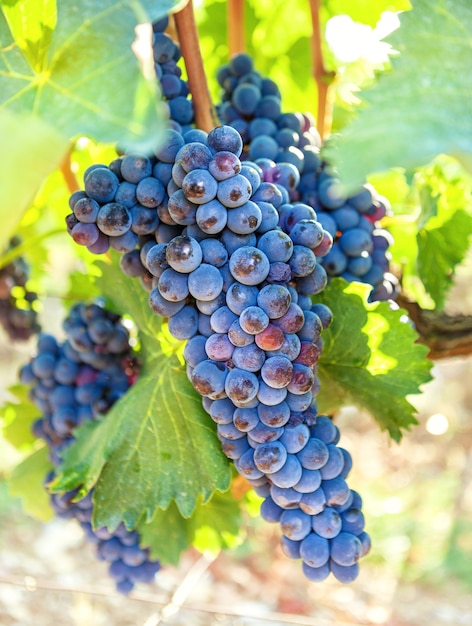 Mûr, vigne bleue se bouchent, sur fond de vignoble.