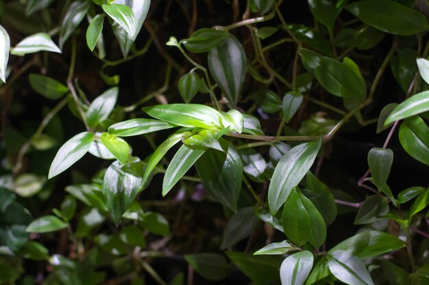 Mur vivant vert de plantes d'intérieur