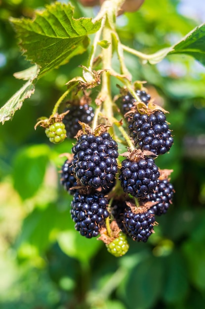 Mûre juteuse mûre jardin buisson de fruits Beau paysage rural naturel avec un arrière-plan flou fort Le concept d'aliments sains avec des vitamines