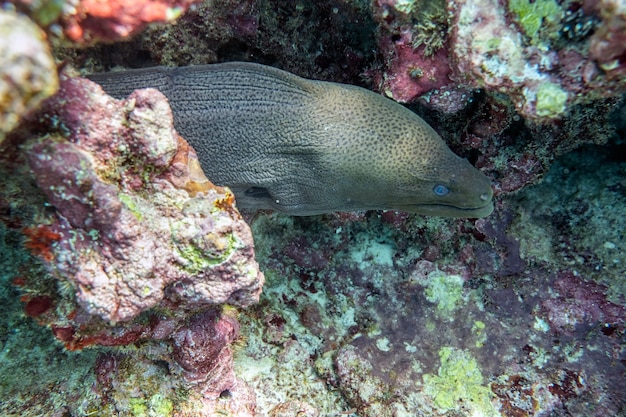 Murène se cachant dans la pierre de récif de corail à la mer tropicale