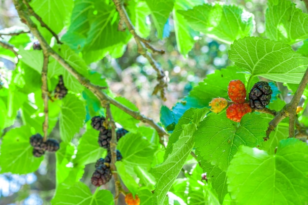 Mûres sur l'arbre