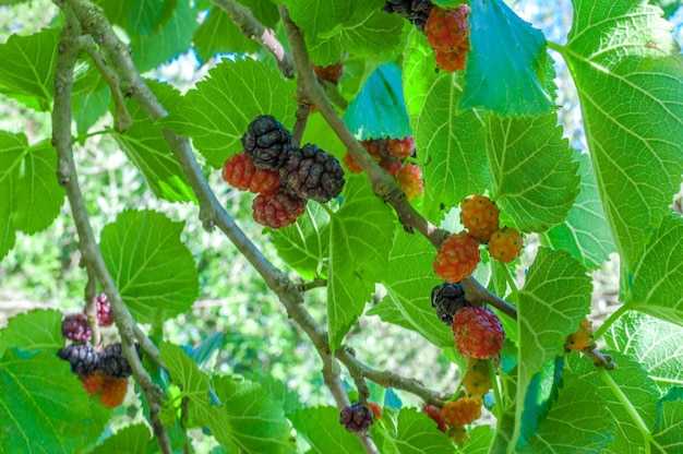 Mûres sur l'arbre