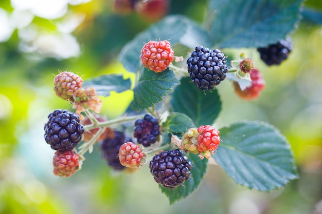 mûres fraîches dans un jardin