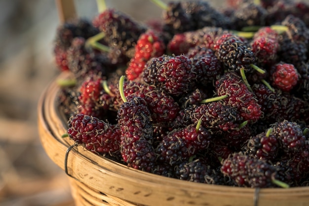 mûres fraîches dans le panier