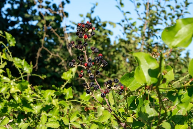 Mûres noires et rouges sur la branche de l'arbre.Mûrier frais.