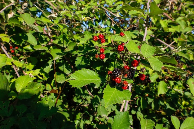 Mûres noires et rouges sur la branche de l'arbre.Mûrier frais.