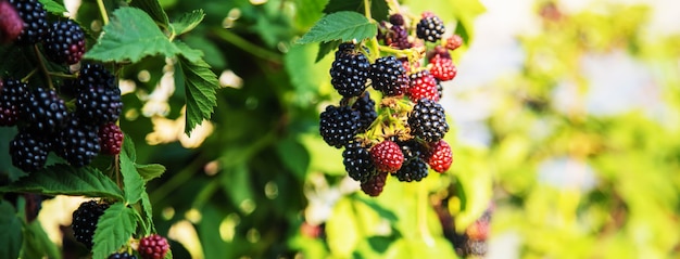 Les mûres poussent dans le jardin. Mûres mûres et non mûres sur un buisson. nourriture