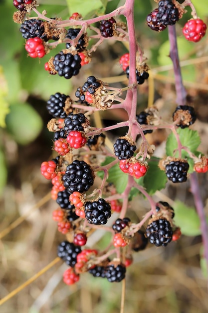 Mûres rouges et noires dans les bois