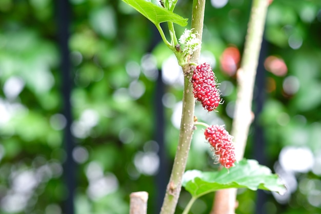 mûres rouges non mûres sur la branche