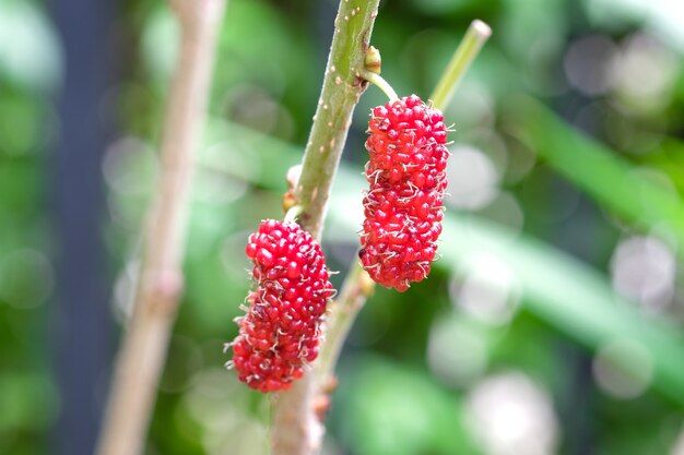 mûres rouges non mûres sur la branche